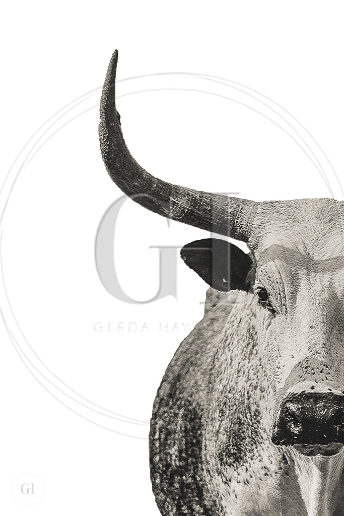 Nguni Majesty – Black & White Fine Art