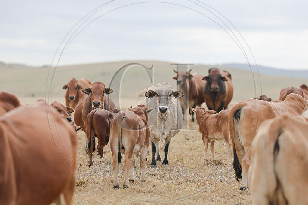 Serenity Among Giants