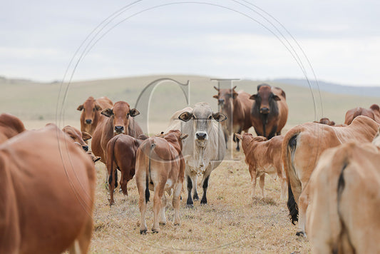 Serenity Among Giants