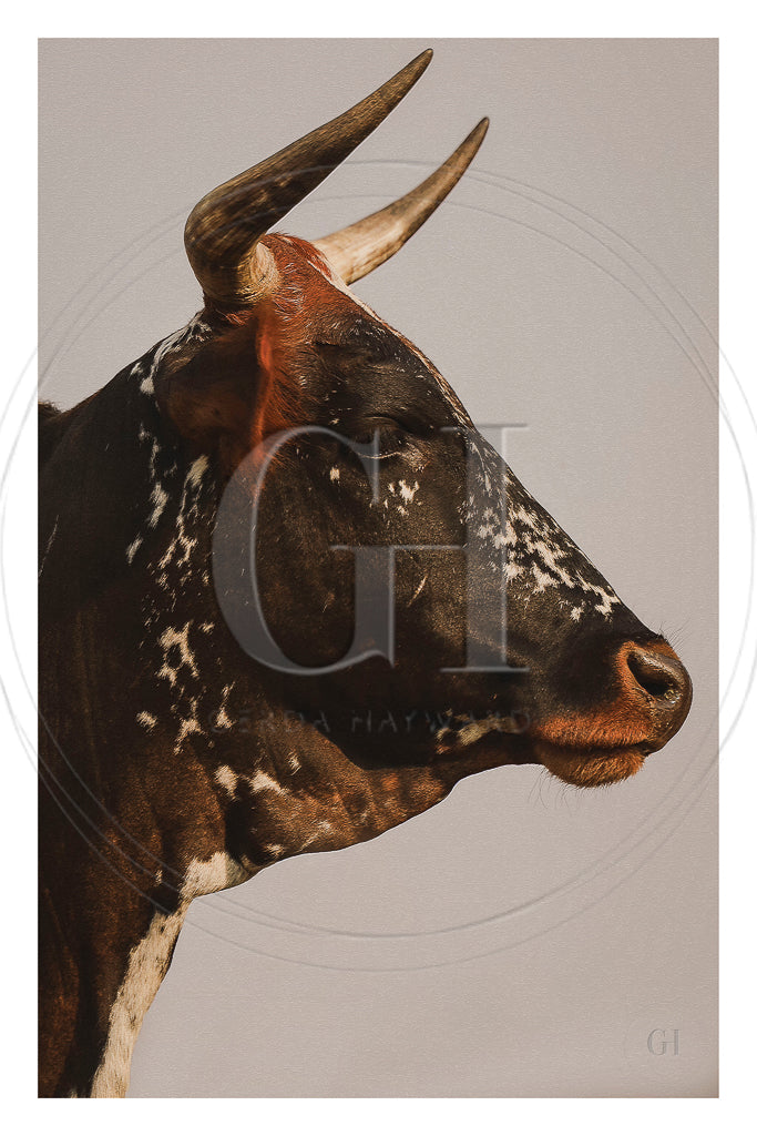 Nguni Heritage – Fine Art