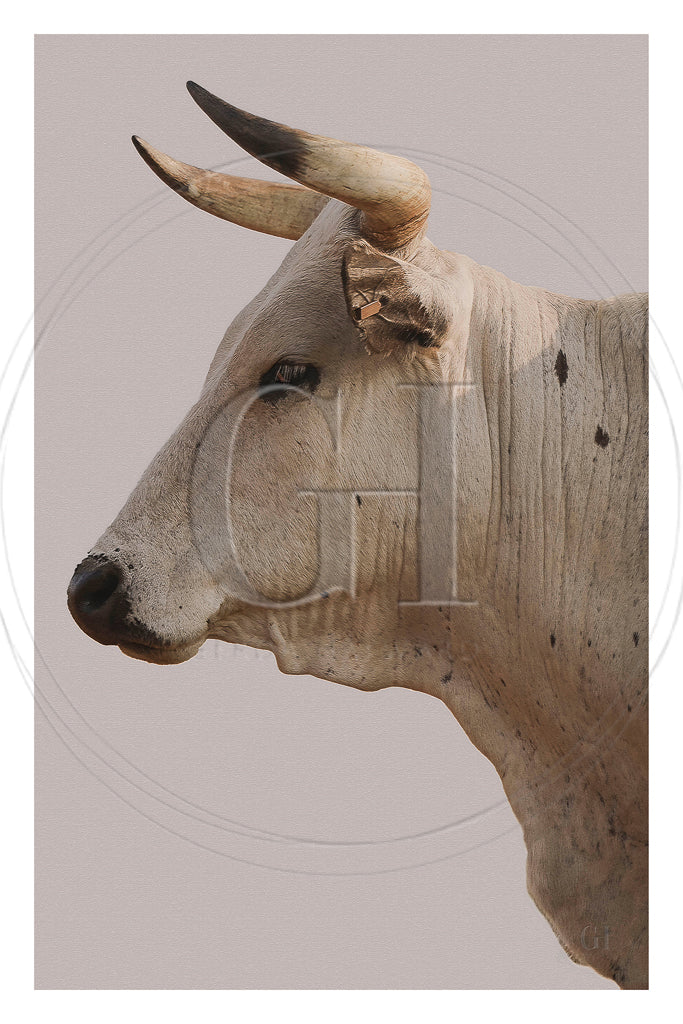 Nguni Heritage – Fine Art